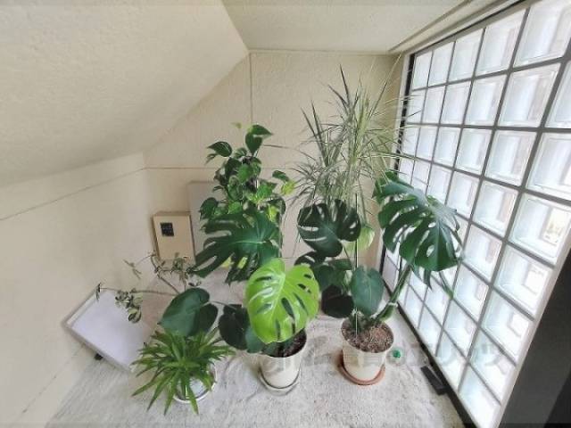 植栽