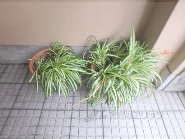 植栽