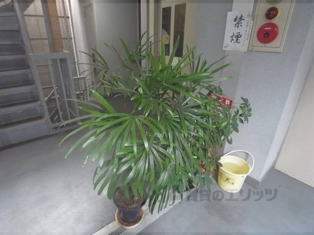 植栽