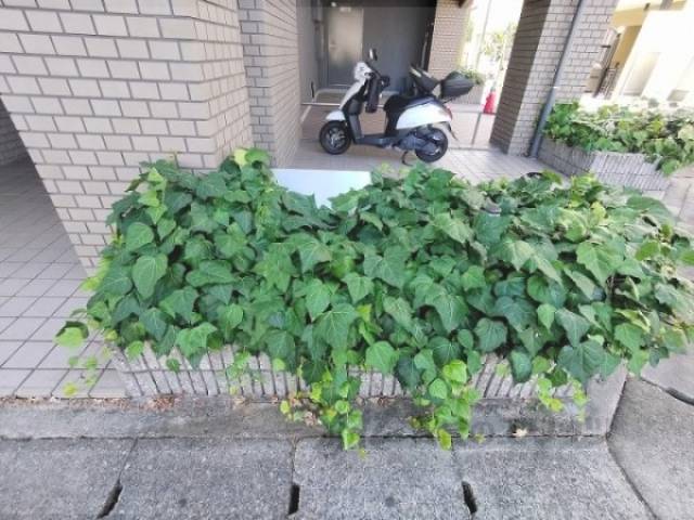 植栽