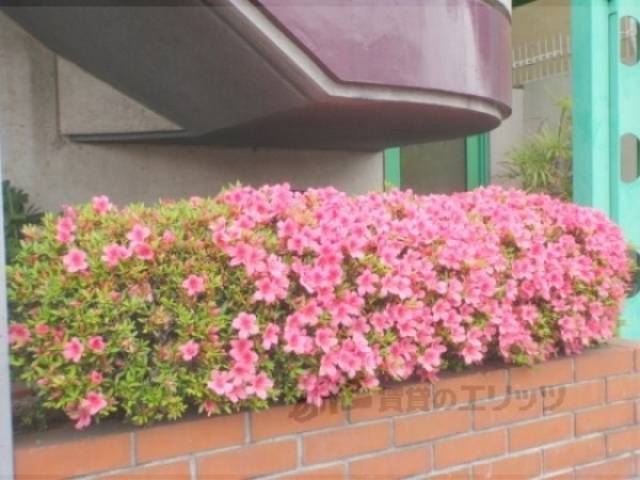 植栽