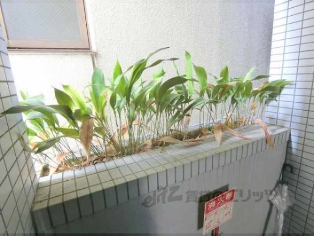 植栽