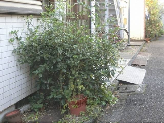 植栽
