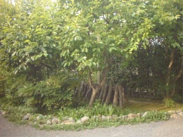植栽