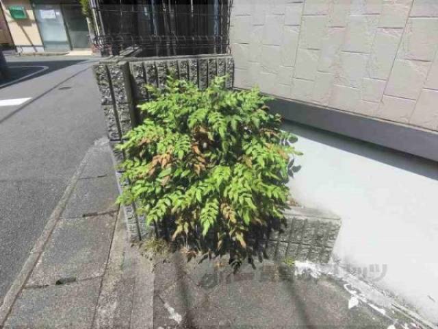 植栽