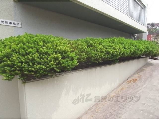 植栽