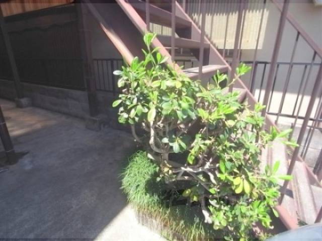 植栽