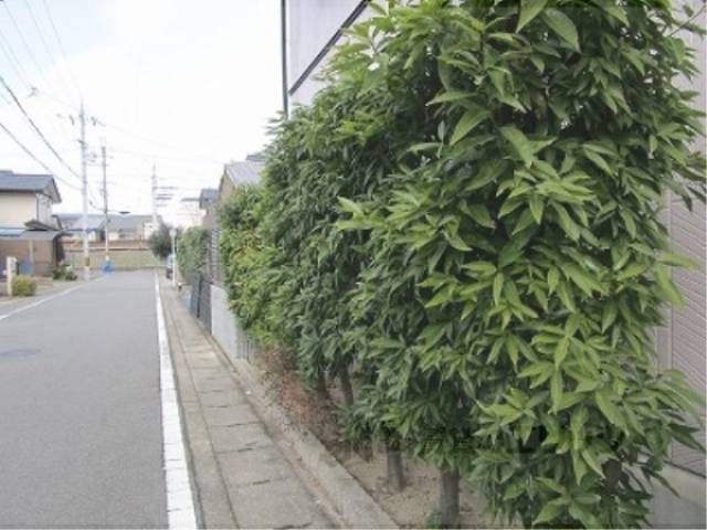 植栽