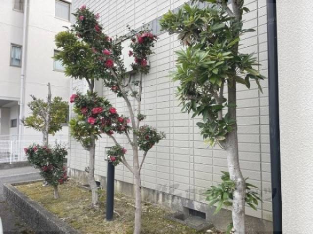 植栽