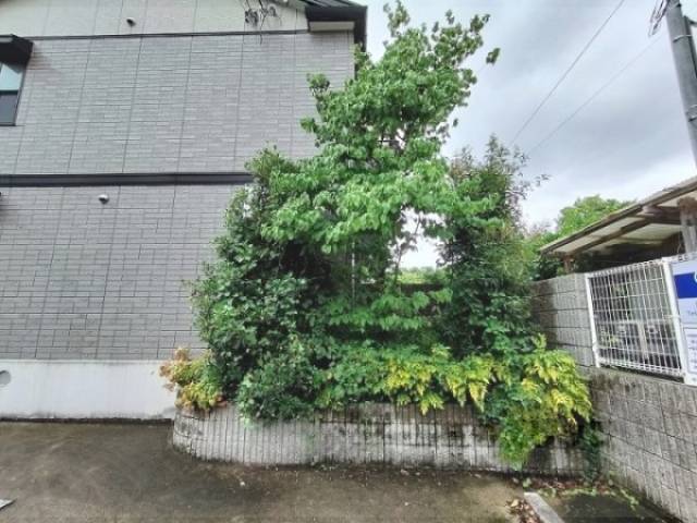 植栽