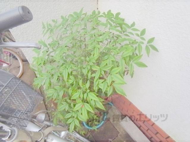植栽