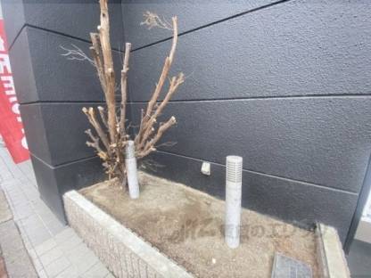 植栽
