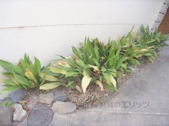 植栽