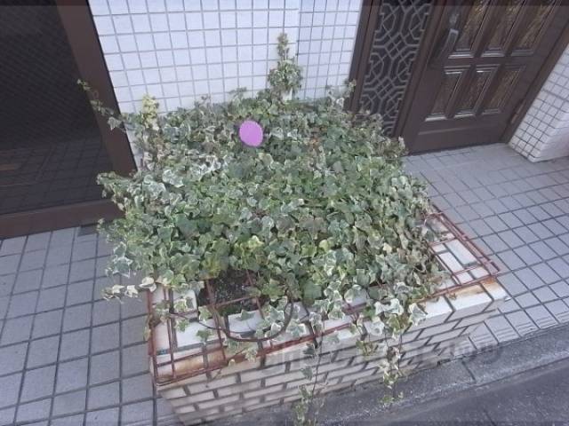 植栽