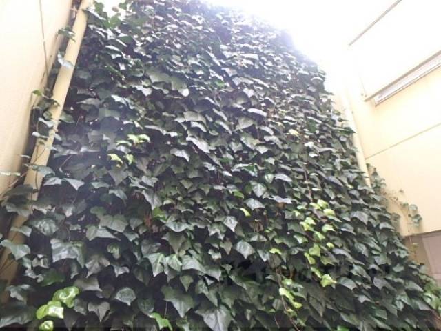 植栽