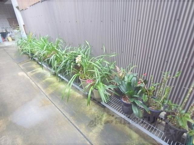 植栽