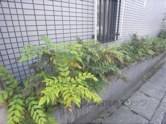 植栽