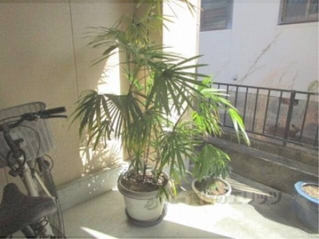 植栽