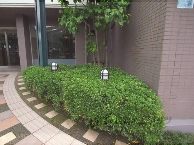 植栽