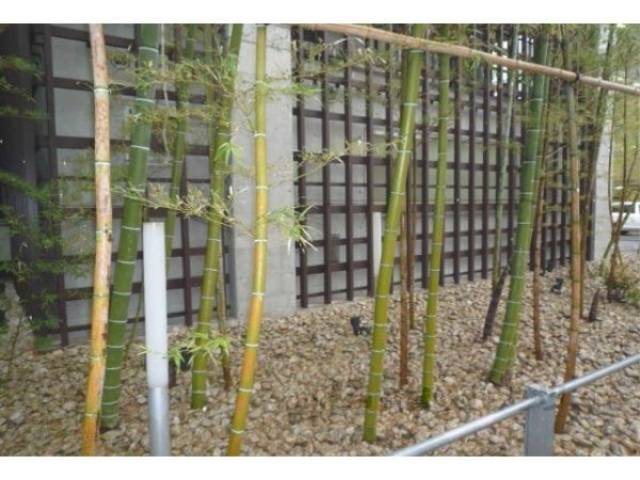 植栽
