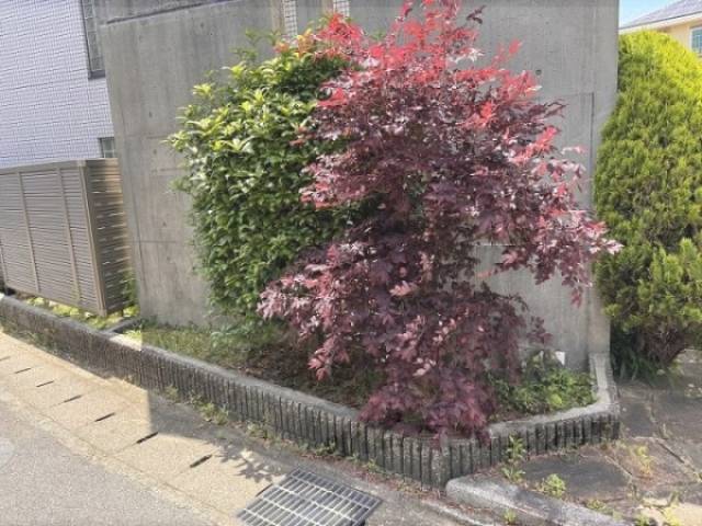 植栽