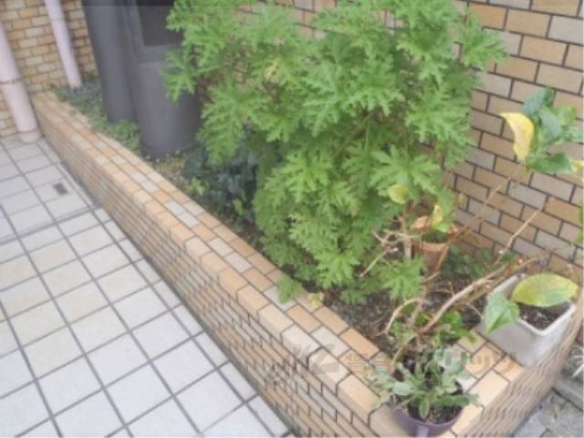 植栽