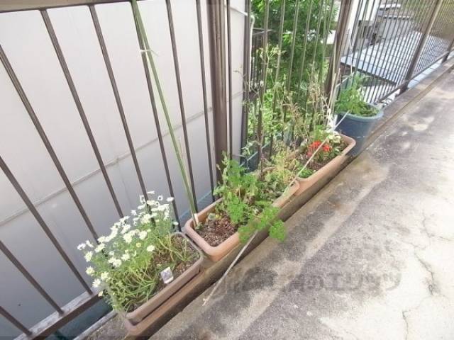 植栽