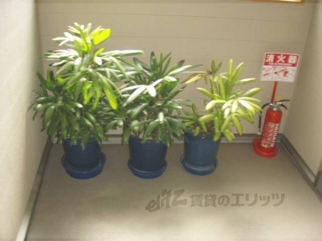 観葉植物