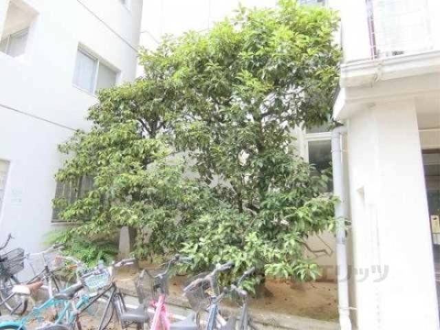 植栽