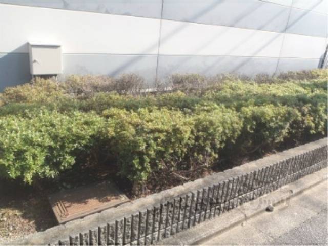 植栽