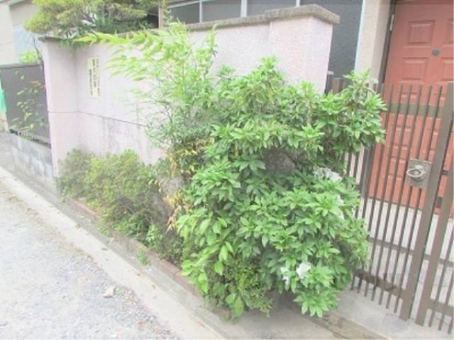 植栽