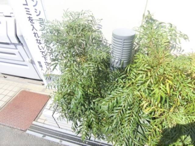 植栽