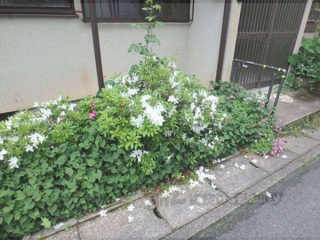 植栽
