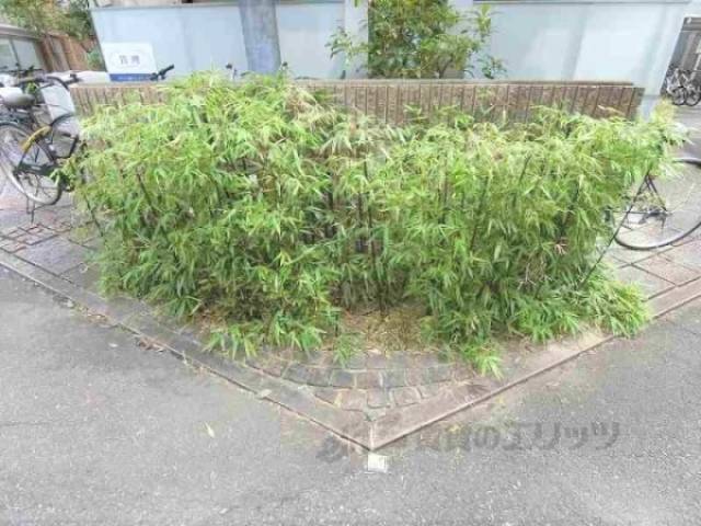 植栽