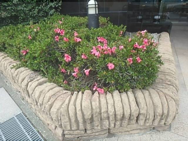 植栽