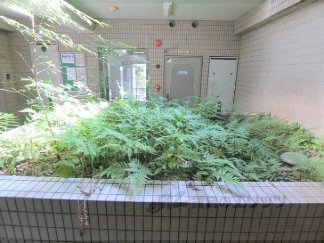 植栽