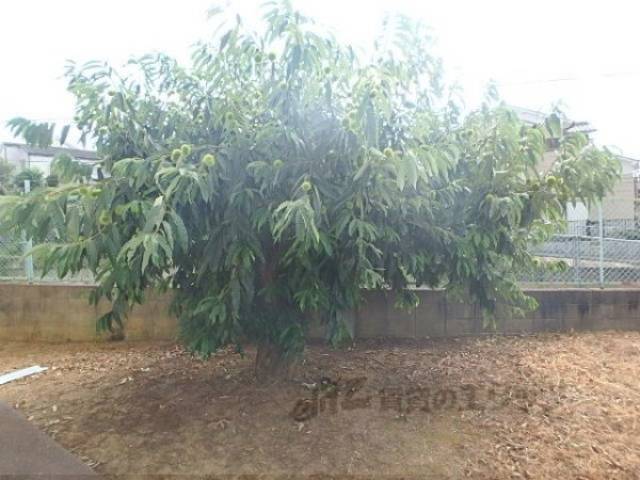 植栽