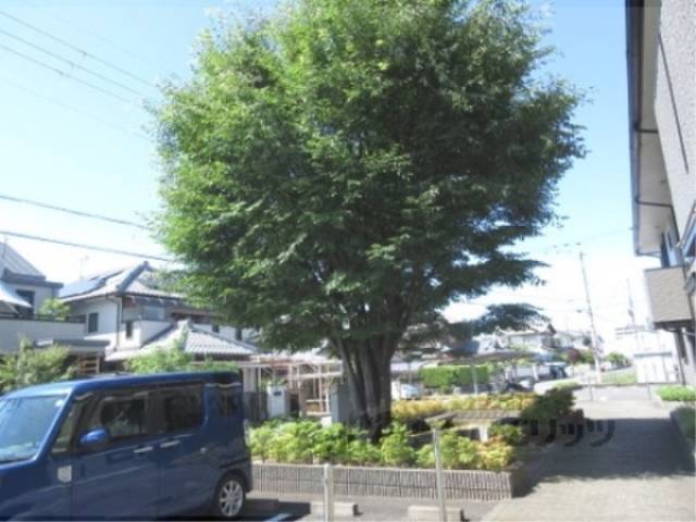 植栽