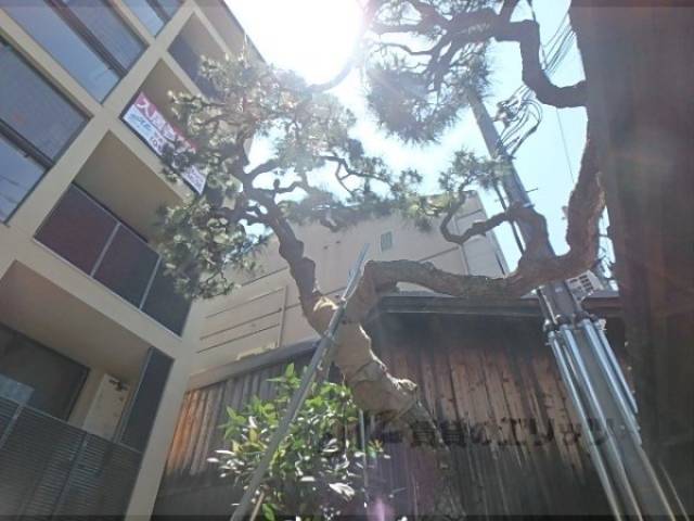 植栽