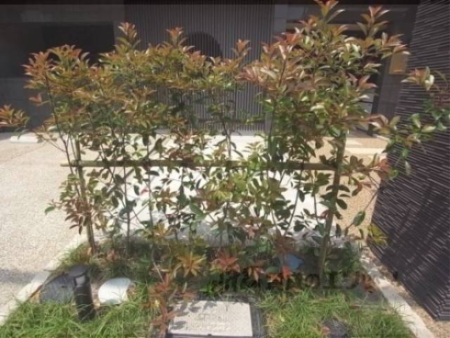 植栽