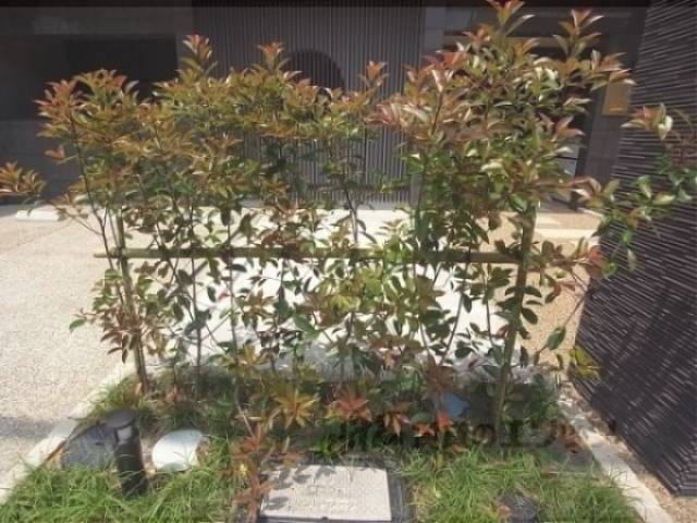 植栽