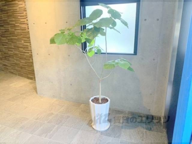 植栽