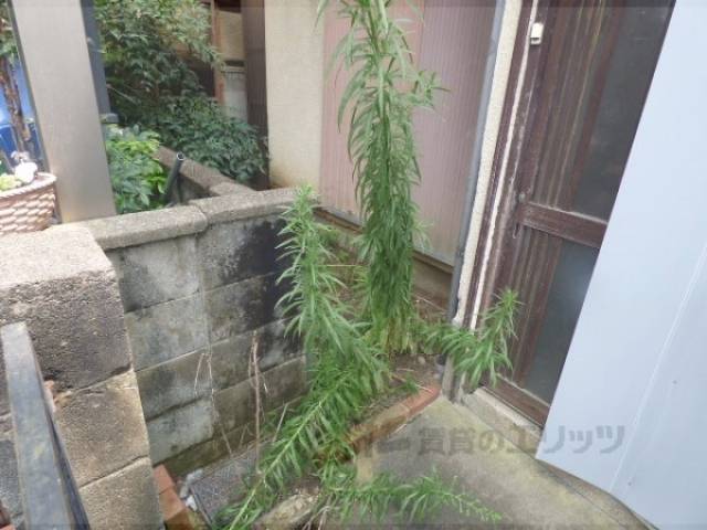 植栽