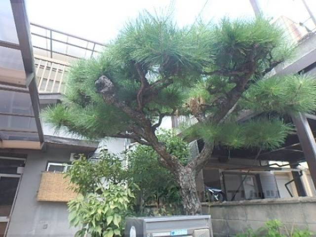 松