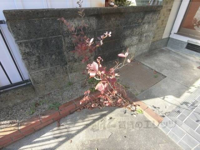 植栽
