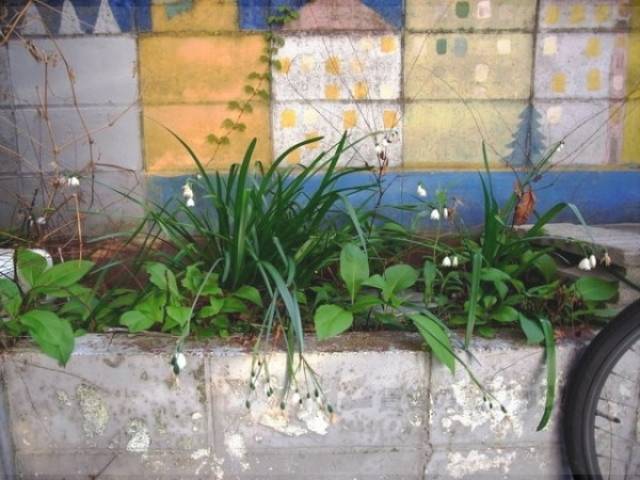 植栽