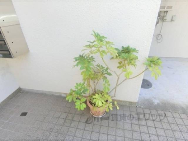 植栽