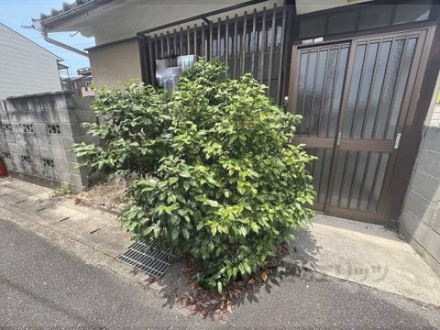 植栽