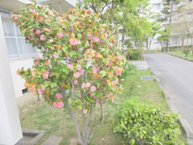 植栽