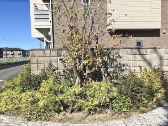 植栽